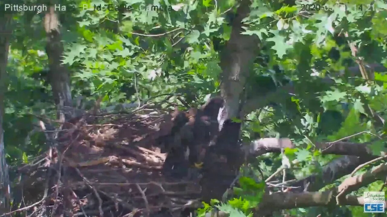 Hays Eagles H11 branches 2020 05 31 221pm