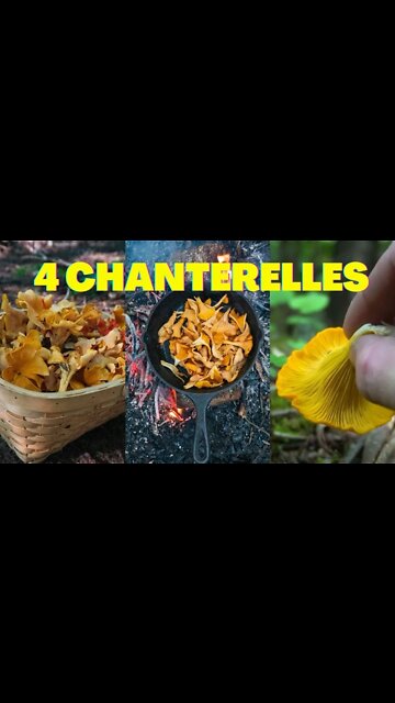 4 Types of Chanterelle Mushrooms. Foraging / Bushcraft / Survival Skills