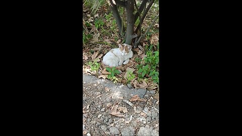 A cute and beautiful cat is resting