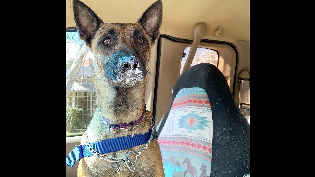 Belgian Malinois dog enjoys her first Pup Cup