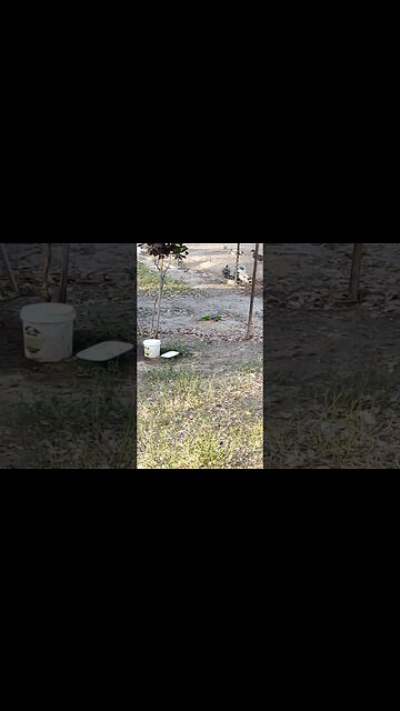 A couple of Rainbow Lorikeets eating some grain this morning #wildlife #lorikeets #rainbowlorikeet