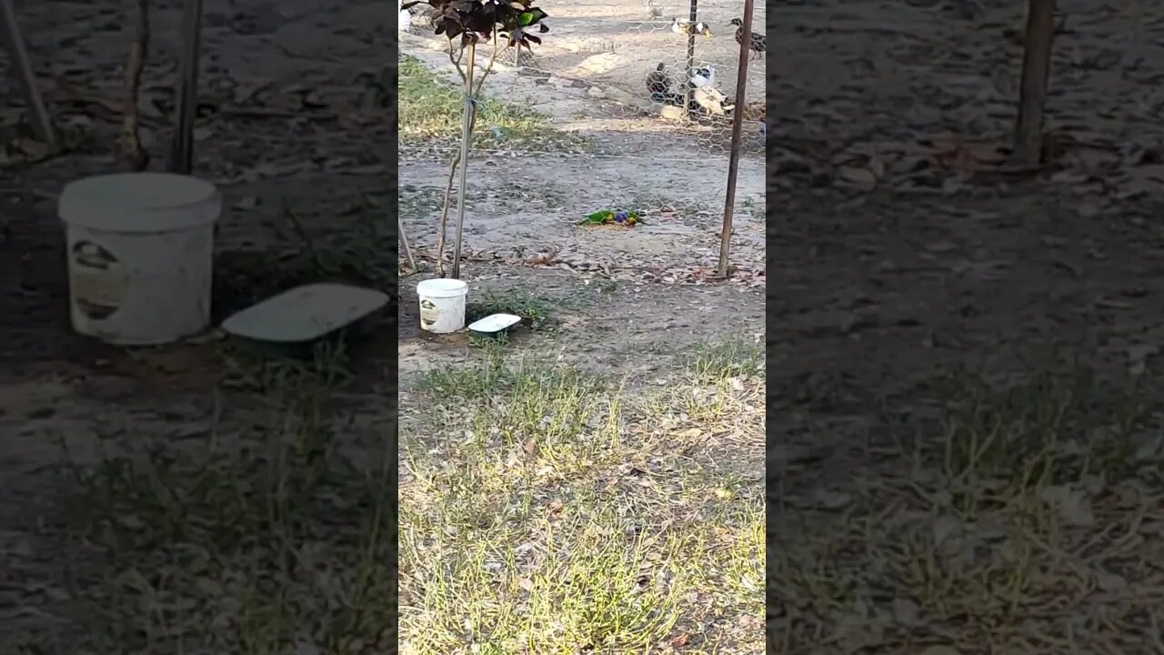 A couple of Rainbow Lorikeets eating some grain this morning #wildlife #lorikeets #rainbowlorikeet