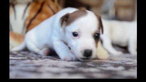 Cute puppies playing ❤️❤️