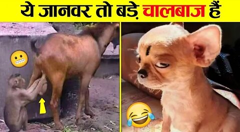 😂जानवरों के सबसे प्रफुल्लित करने वाले क्षण: आंसुओं से...🤣