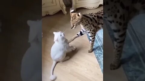 Funny Cat Fighting #petvideos #funnyvideo #pet