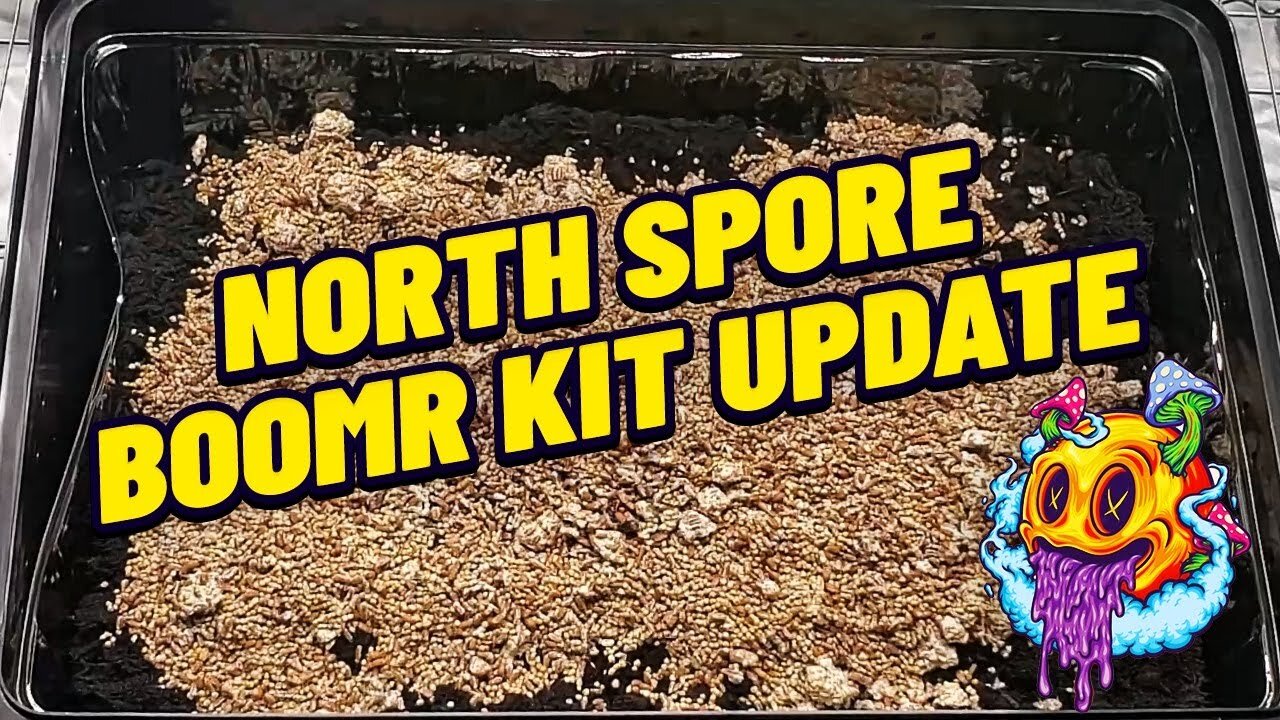 North Spore Boomr Bag Kit Update | Boomr Kit EP5