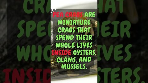 🦀Discover Fascinating Animal Facts👀 #shorts #shortsfact #animalfacts #peacrab #crab #tinyanimals