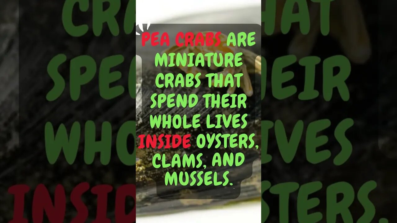 🦀Discover Fascinating Animal Facts👀 #shorts #shortsfact #animalfacts #peacrab #crab #tinyanimals