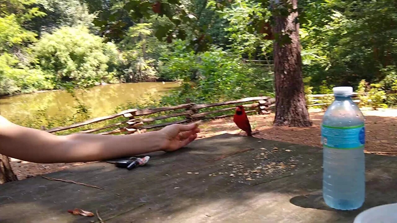 Feeding a wild cardinal.