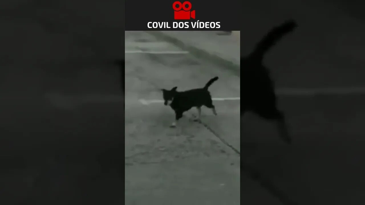 😱😱😱 esse cachorro não é desse planeta