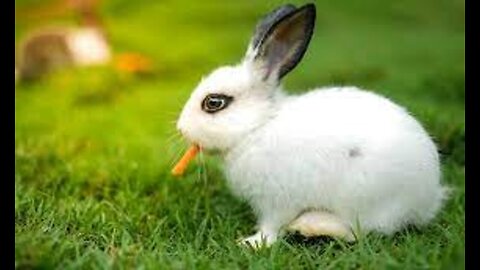 Rabbit eat carrot1 | What You Need to Know | Animal Vised