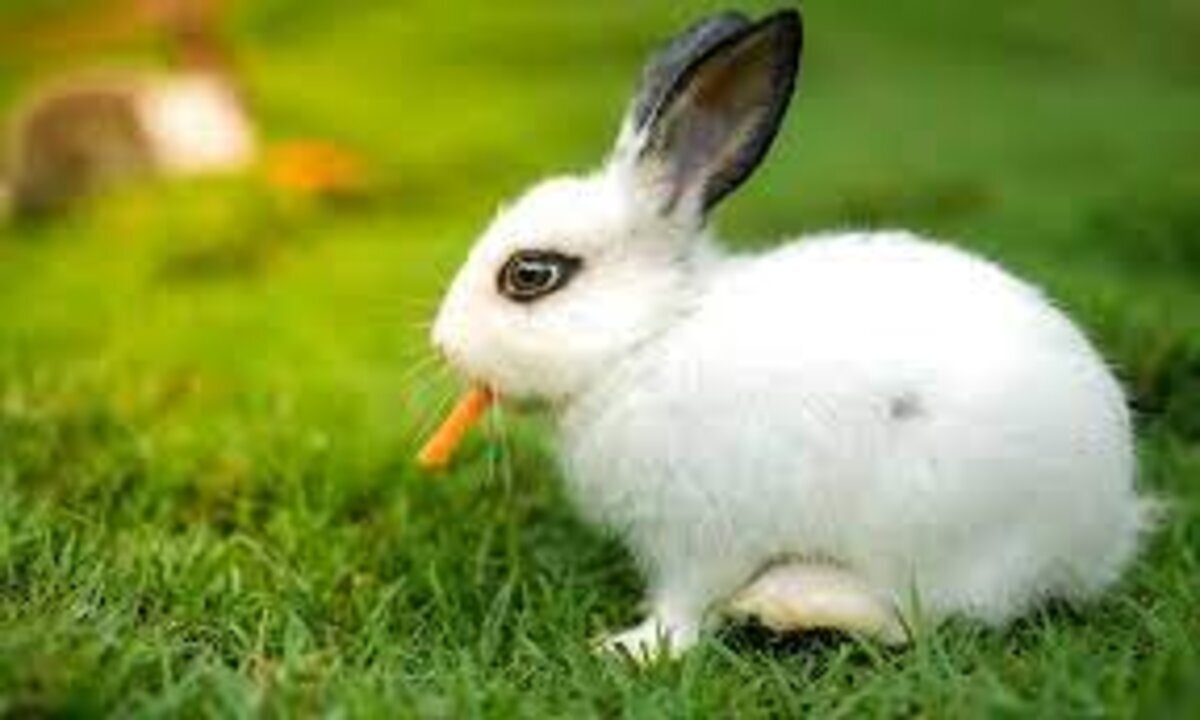 Rabbit eat carrot1 | What You Need to Know | Animal Vised