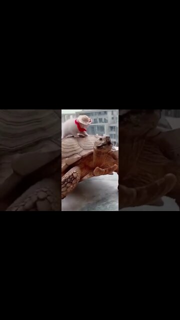 ANIMAIS ENGRAÇADOS E FOFOS #shorts #Pets #gatinhos #cachorrinhos