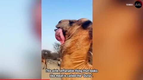 This Animal Spits Out An Organ When In Love!