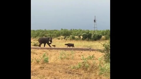 Elephant Charged by Baby Water Buffalo