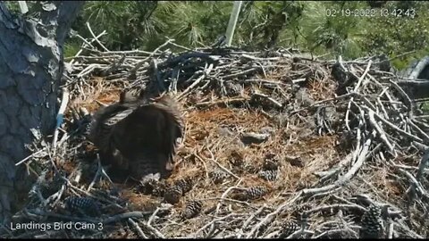 Mom On Defense-Hawk/Osprey Heard-Cam 3 🦉 2/19/22 13:42