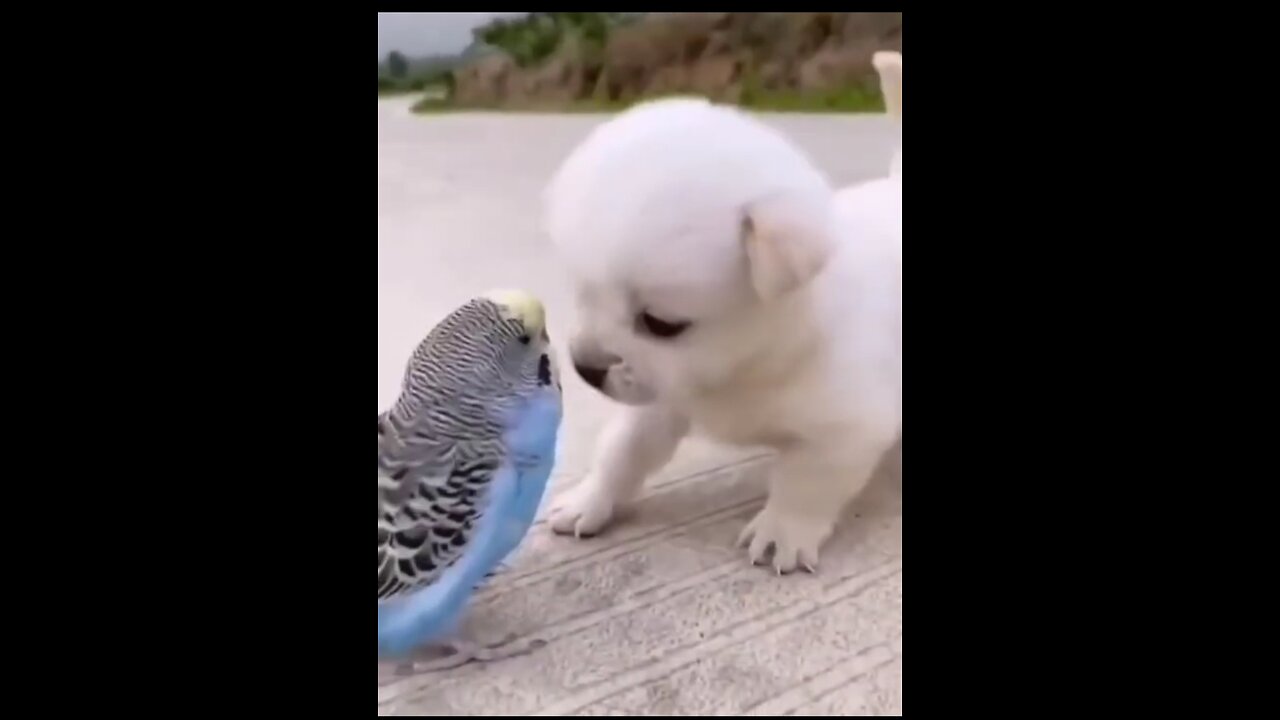 π¦Cute dog playing with parrot π¦π¦π₯Ίπ₯°π follow for more videos π» and animals Cute moments π