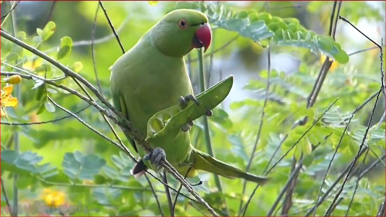 funny and cute parrot video cute moments of the parrot