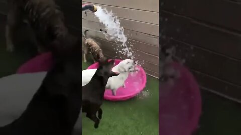 There are two kinds of dogs.. 😂 #shorts #dog