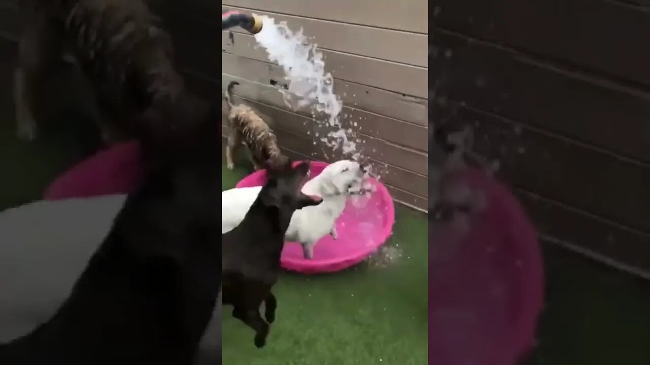 There are two kinds of dogs.. 😂 #shorts #dog