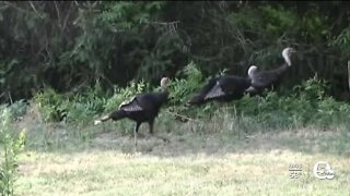 ild turkey hunting season returns to Northeast Ohio this weekend