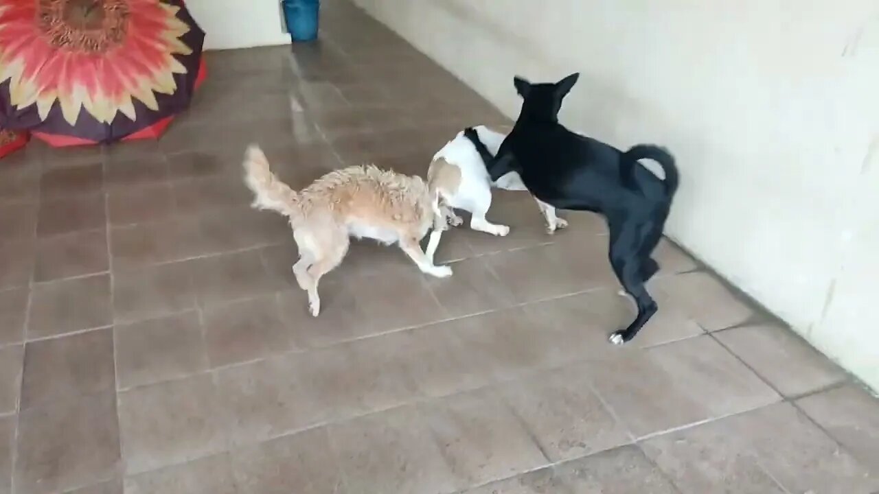 A farra das minhas cachorras