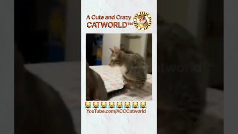 It’s This Kitty vs. This Cucumber, and GUESS WHO WON? (#180)