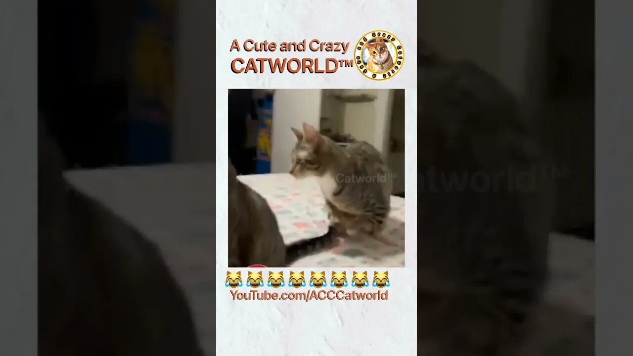 It’s This Kitty vs. This Cucumber, and GUESS WHO WON? (#180)