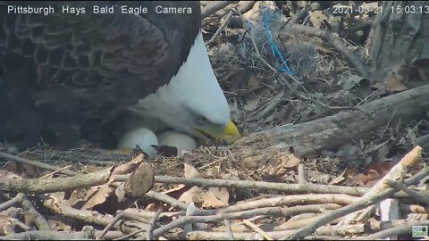 Hays Eagles Pip watch 15:03 Egg Roll Rear Egg 03 21 21