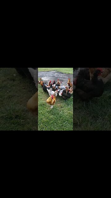 Peanut Time Is One Of Their Favorites #chickens #chickenshorts