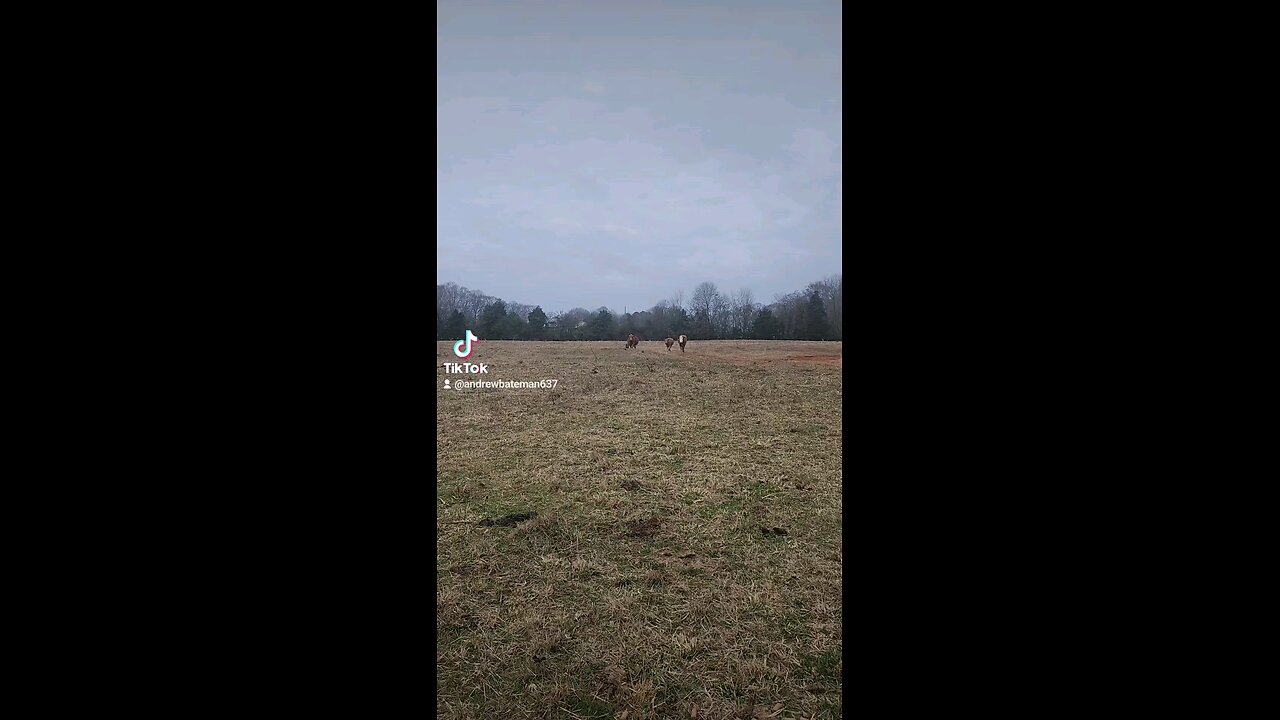 Happy cows and calves.