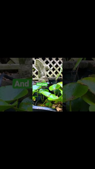 Morning Zen Just listen #shorts