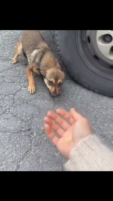 An exited stray knowing she is being adopted