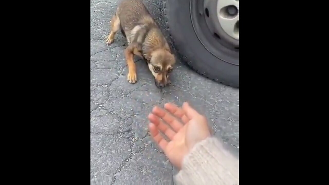 An exited stray knowing she is being adopted