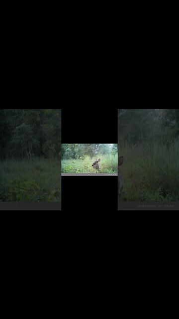 Little fawn is back!