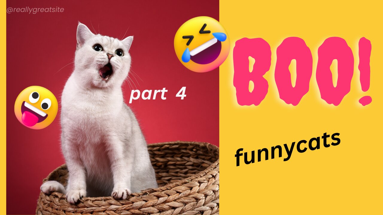 funny cat part 4