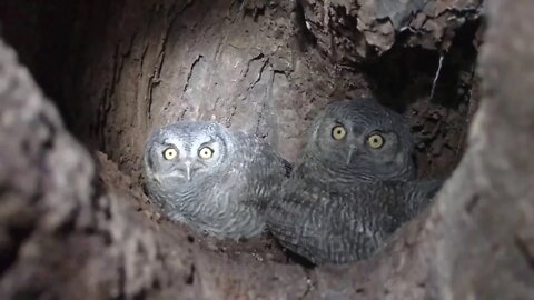 🔴 Oh, 3 Owls In The Nest!