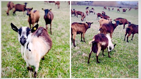 Cuteness overload - adorable goats