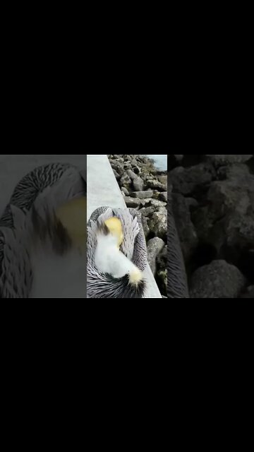 Beautiful Bird #UbertainmentFun #ytshorts #youtubeshorts #bird #Animals #viral2022 #trending2022