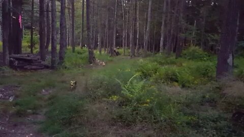 Stress Shooting in the Forest