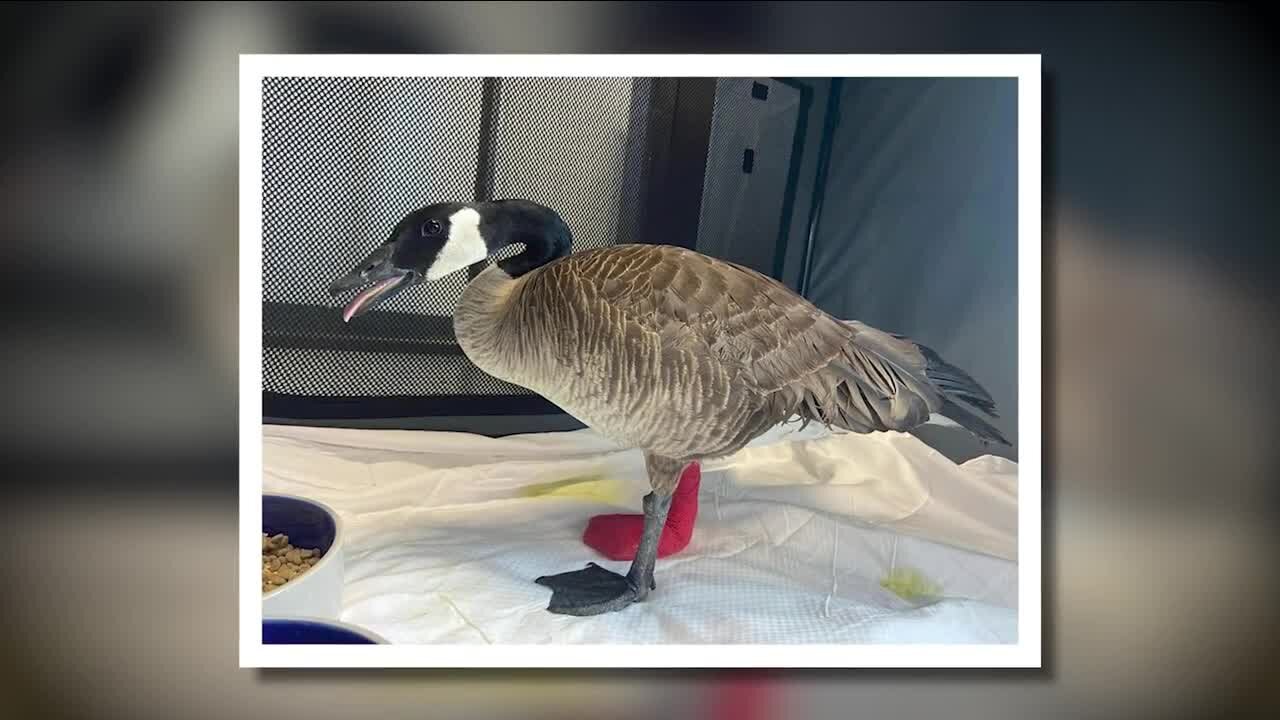 The Northern Colorado Wildlife Center: A vision decades in the making