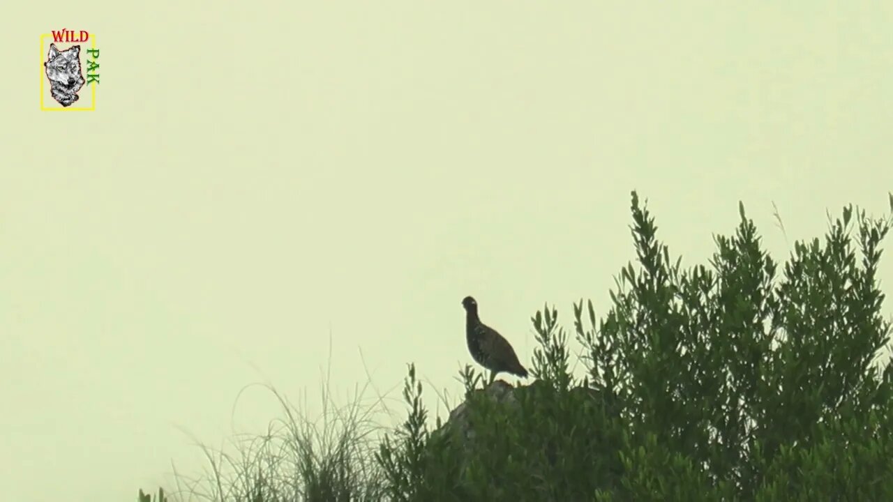 Black Francolin | Kala Teetar #kalateetarkiawaaz #kalateetarsound