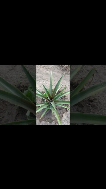 Depois de 6 meses 🍍