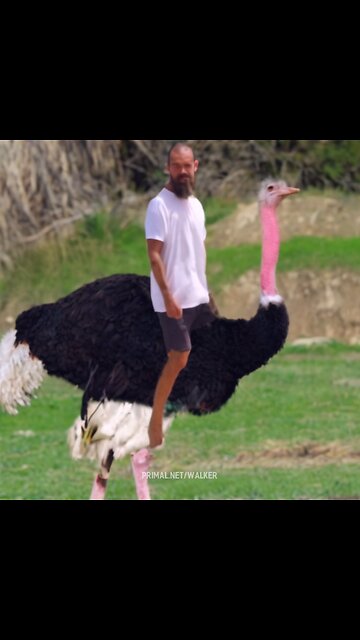 Stop Asking for Permission — Jack Dorsey on Nostr