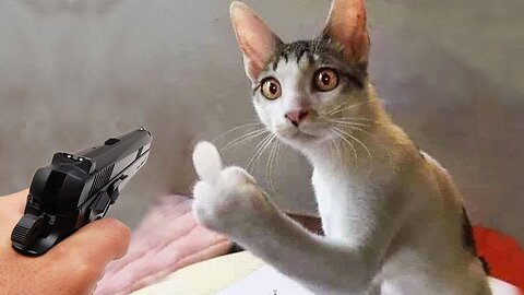 HOLIDAYS WITH ANIMALS Funny cats Dogs Funny animal