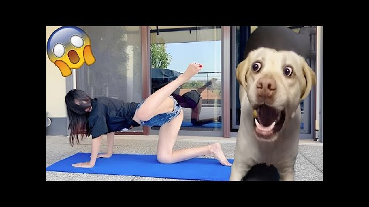 Try Not To Laugh Animals - Funniest Animals Video - Funny Dogs And Cats