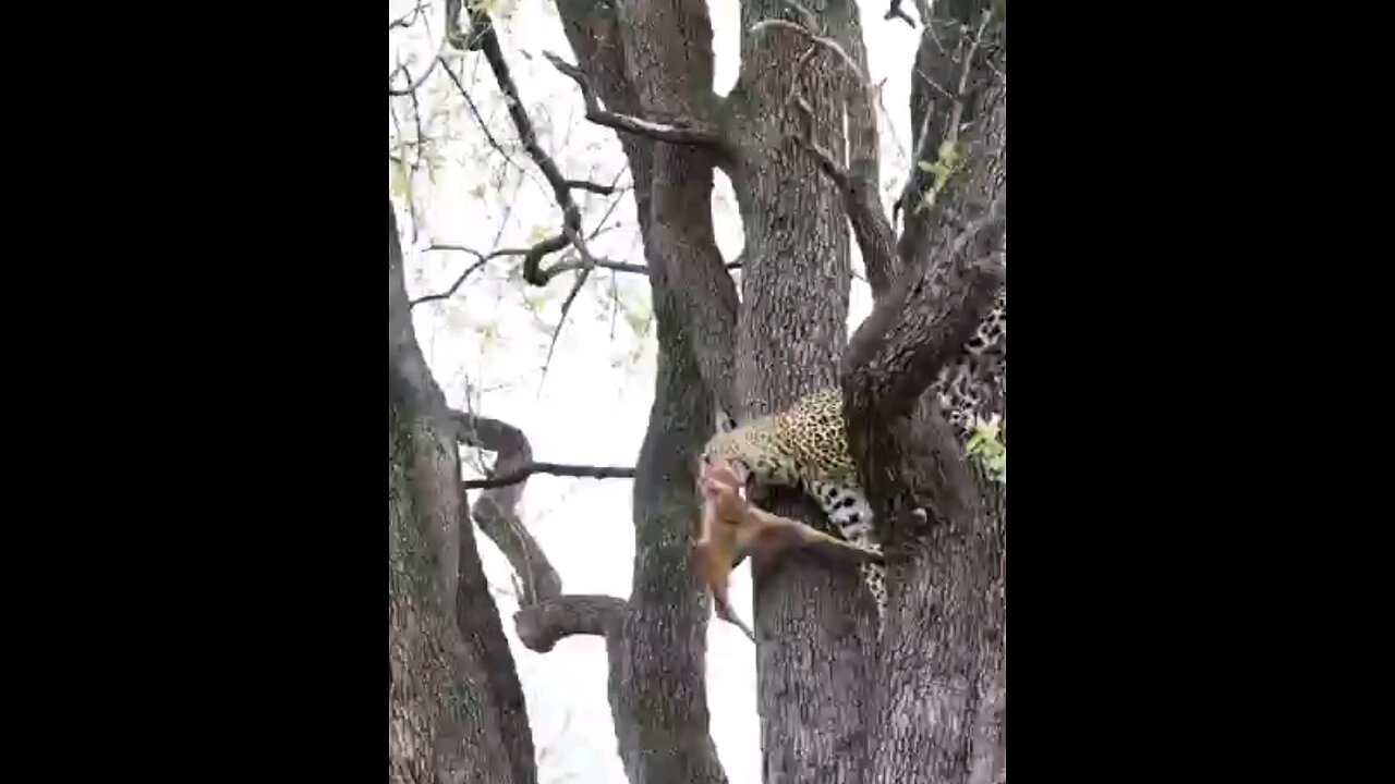 Leopards Risky Descent From Tree With Kill