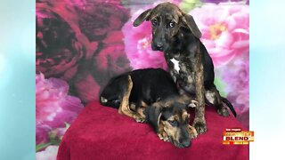 PICK OF THE LITTER: Hansel & Gretel