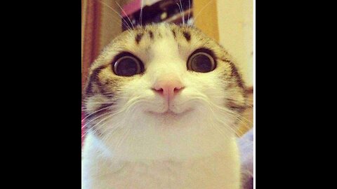 Funny Cats in Action