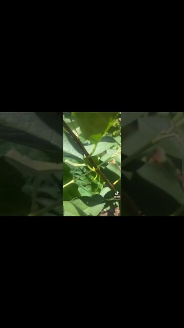 Why Are You Not Growing Grapes!?!